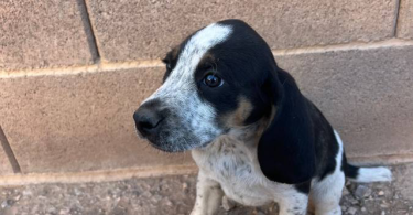 8 weeks old Bluetick/Walker Hound puppies