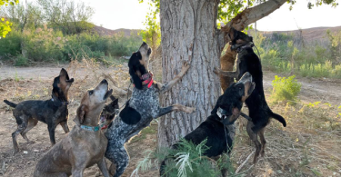 8 weeks old Bluetick/Walker Hound puppies