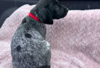 6 Purebred German Shorthaired Pointer Puppies for Sale