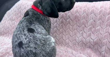 6 Purebred German Shorthaired Pointer Puppies for Sale