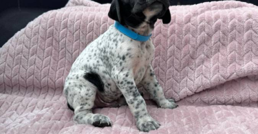 6 Purebred German Shorthaired Pointer Puppies for Sale