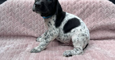6 Purebred German Shorthaired Pointer Puppies for Sale