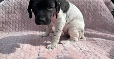 6 Purebred German Shorthaired Pointer Puppies for Sale