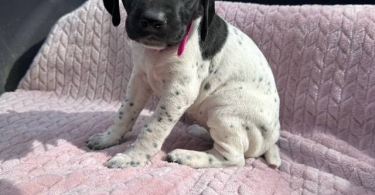 6 Purebred German Shorthaired Pointer Puppies for Sale
