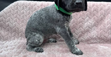 6 Purebred German Shorthaired Pointer Puppies for Sale