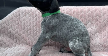 6 Purebred German Shorthaired Pointer Puppies for Sale