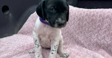 6 Purebred German Shorthaired Pointer Puppies for Sale