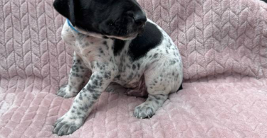 6 Purebred German Shorthaired Pointer Puppies for Sale