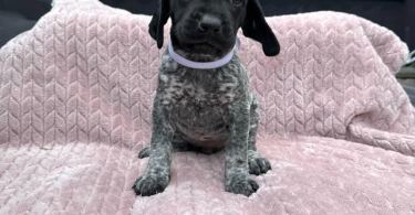 6 Purebred German Shorthaired Pointer Puppies for Sale