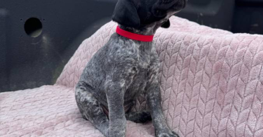 6 Purebred German Shorthaired Pointer Puppies for Sale