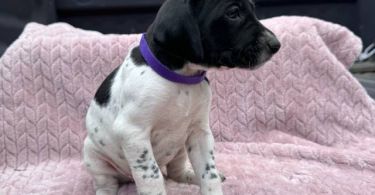 6 Purebred German Shorthaired Pointer Puppies for Sale