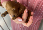 5 mini poodle puppies for sale