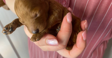 5 mini poodle puppies for sale