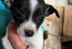 Beautiful Chihuahua terrier mix puppies