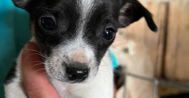 Beautiful Chihuahua terrier mix puppies