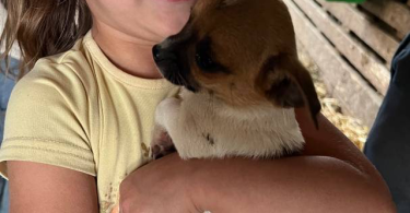 Beautiful Chihuahua terrier mix puppies