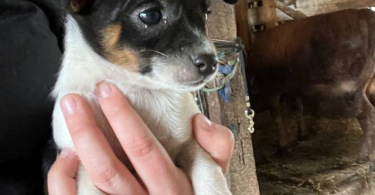 Beautiful Chihuahua terrier mix puppies