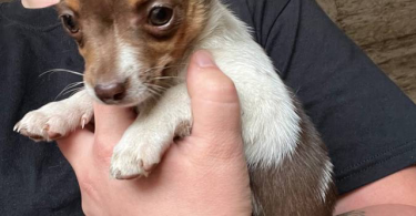 Beautiful Chihuahua terrier mix puppies
