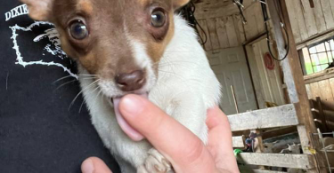Beautiful Chihuahua terrier mix puppies