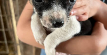 Beautiful Chihuahua terrier mix puppies