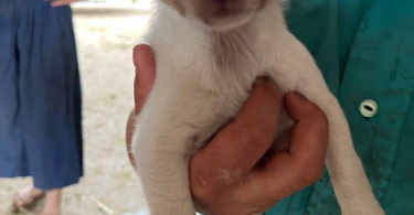 Beautiful Chihuahua terrier mix puppies