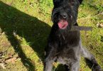 8 months old giant schnauzer for sale