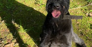 8 months old giant schnauzer for sale