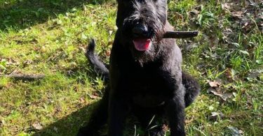 8 months old giant schnauzer for sale