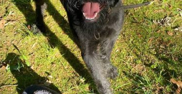 8 months old giant schnauzer for sale