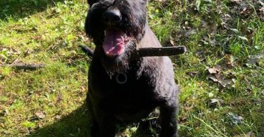 8 months old giant schnauzer for sale