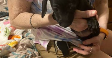 5 Chiweenie puppies for sale