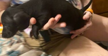 5 Chiweenie puppies for sale