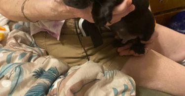 5 Chiweenie puppies for sale