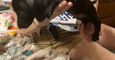 5 Chiweenie puppies for sale