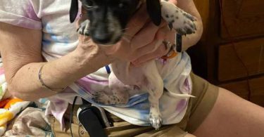 5 Chiweenie puppies for sale