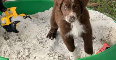 4 Aussiedoodle puppies left