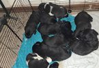 Beagle Labrador mix puppies