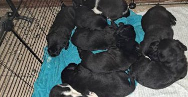 Beagle Labrador mix puppies