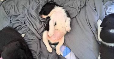 Beagle Labrador mix puppies