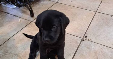 Beagle Labrador mix puppies