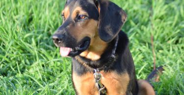 Beagle Labrador mix puppies