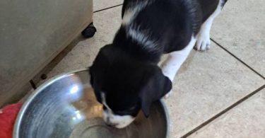 Beagle Labrador mix puppies
