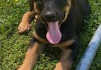 2 Shepweiler puppies for sale