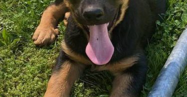 2 Shepweiler puppies for sale