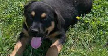 2 Shepweiler puppies for sale