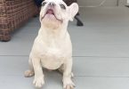 AKC platinum and fawn Frenchie puppies for sale