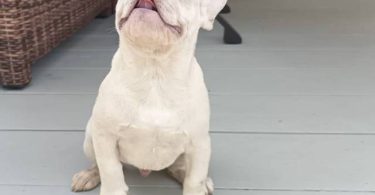 AKC platinum and fawn Frenchie puppies for sale