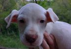 Pitbull Border Collie cross puppies