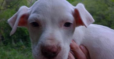 Pitbull Border Collie cross puppies
