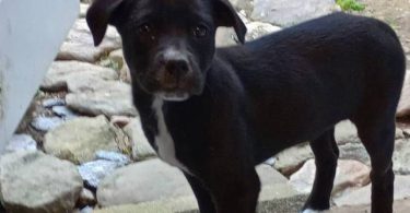 Pitbull Border Collie cross puppies